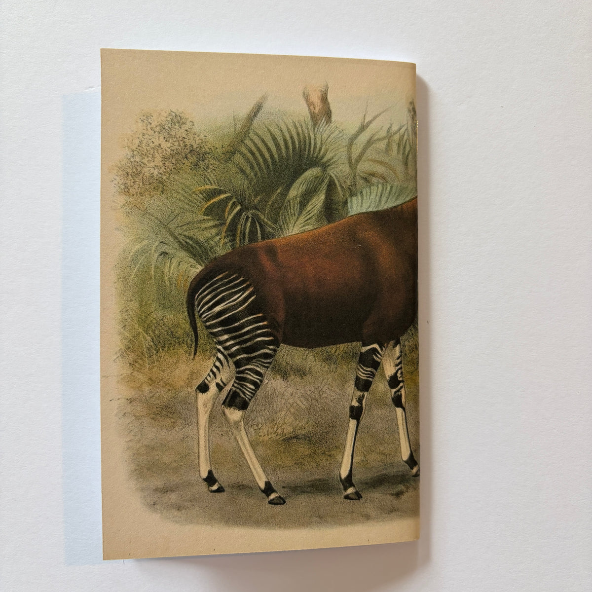 The Biodiversity Series - No 1 "Okapi"